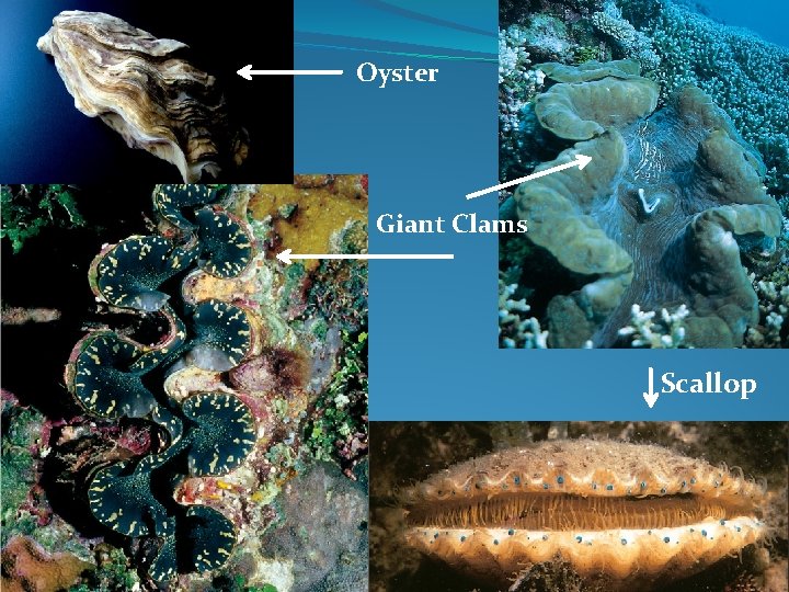 Oyster Giant Clams Scallop 