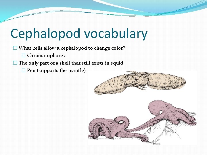 Cephalopod vocabulary � What cells allow a cephalopod to change color? � Chromatophores �