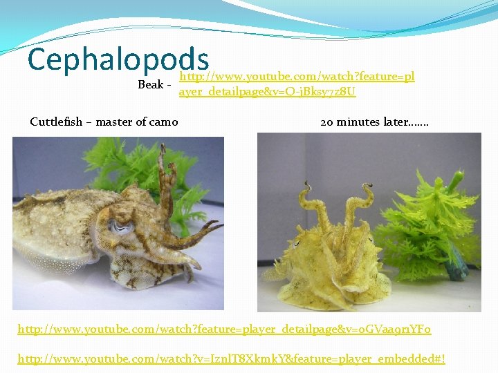 Cephalopods Beak - http: //www. youtube. com/watch? feature=pl ayer_detailpage&v=Q-j. Bksy 7 z 8 U