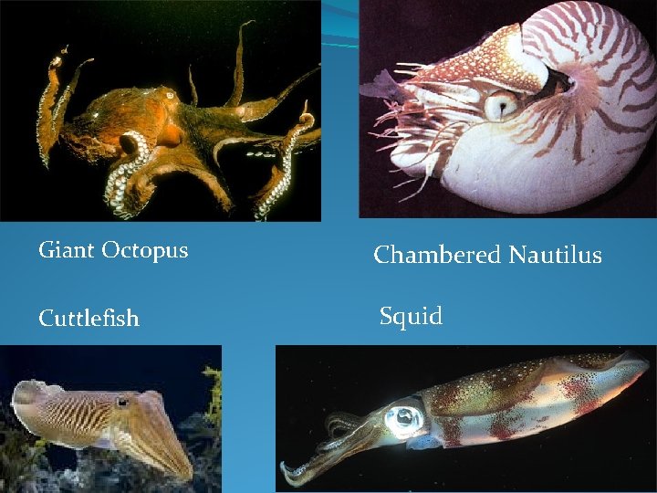 Giant Octopus Chambered Nautilus Cuttlefish Squid 