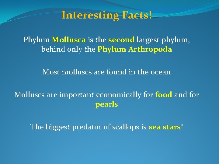 Interesting Facts! Phylum Mollusca is the second largest phylum, behind only the Phylum Arthropoda