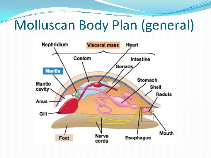 Molluscan Body Plan (general) 