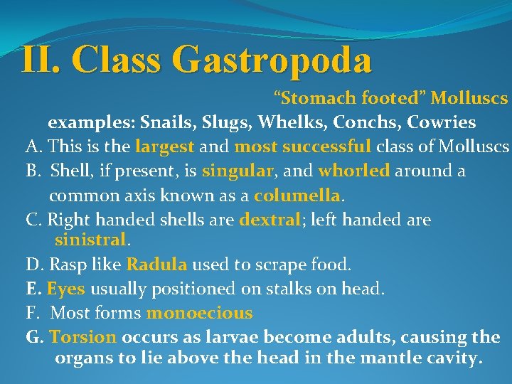 II. Class Gastropoda “Stomach footed” Molluscs examples: Snails, Slugs, Whelks, Conchs, Cowries A. This