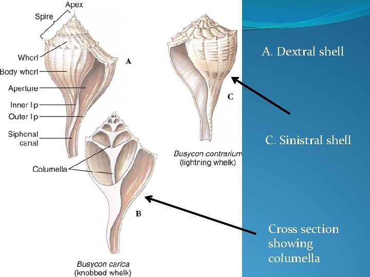 A. Dextral shell C. Sinistral shell Cross section showing columella 