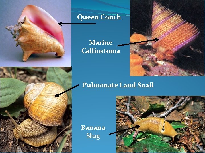 Queen Conch Marine Calliostoma Pulmonate Land Snail Banana Slug 