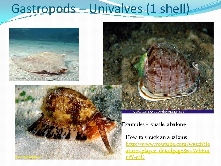 Gastropods – Univalves (1 shell) Examples - snails, abalone How to shuck an abalone: