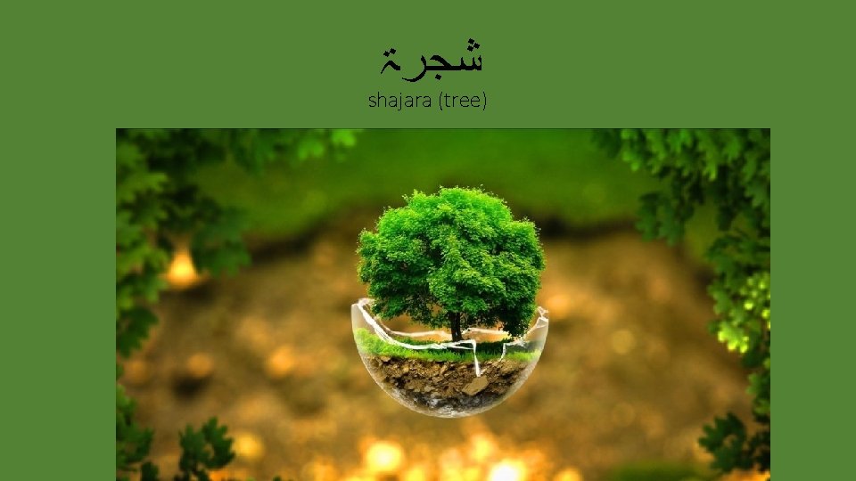  ﺷﺠﺮۃ shajara (tree) 
