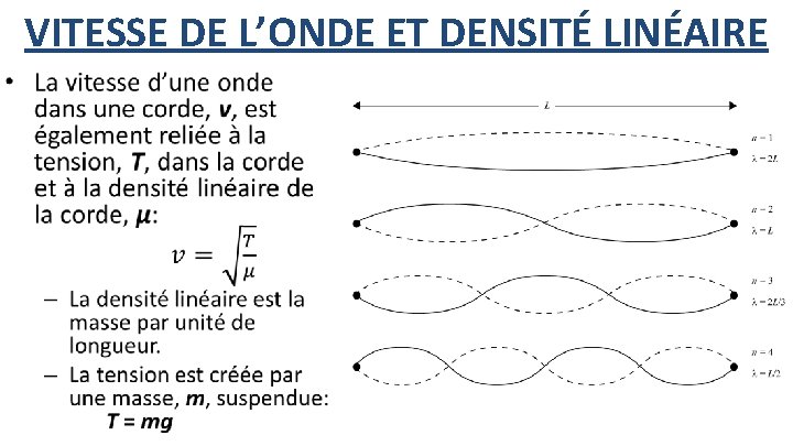 VITESSE DE L’ONDE ET DENSITÉ LINÉAIRE • 