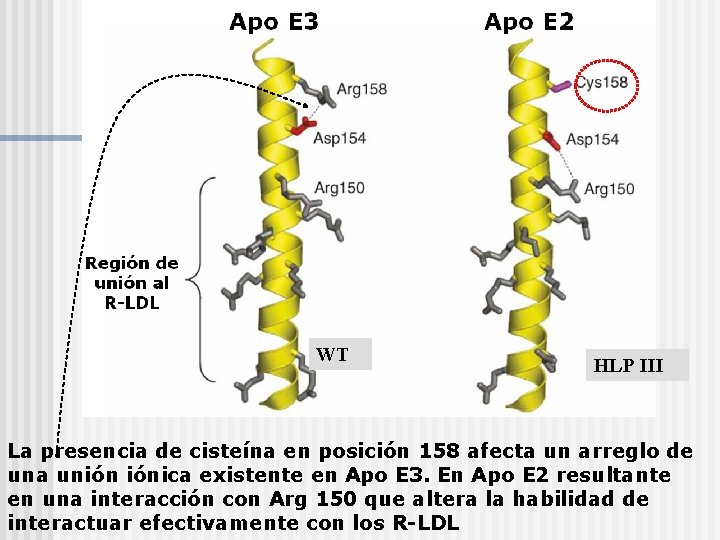 WT HLP III La presencia de cisteína en posición 158 afecta un arreglo de