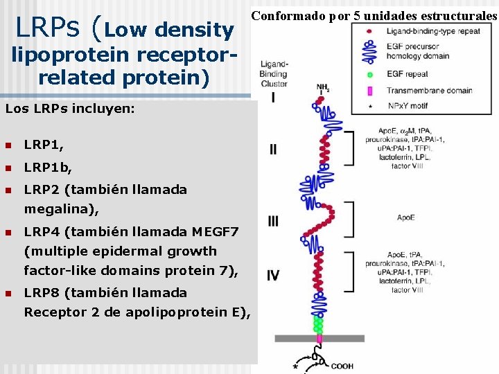 LRPs (Low density Conformado por 5 unidades estructurales: lipoprotein receptorrelated protein) Los LRPs incluyen: