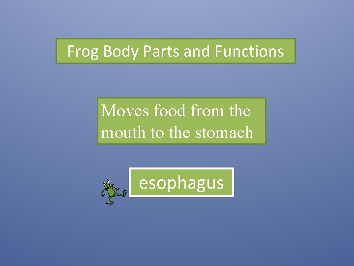 Frog Body Parts and Functions Moves food from the mouth to the stomach esophagus
