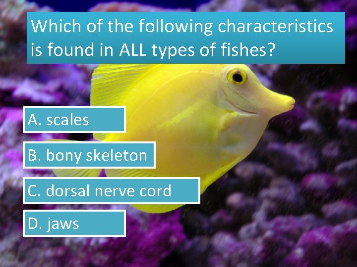 Which of the following characteristics is found in ALL types of fishes? A. scales