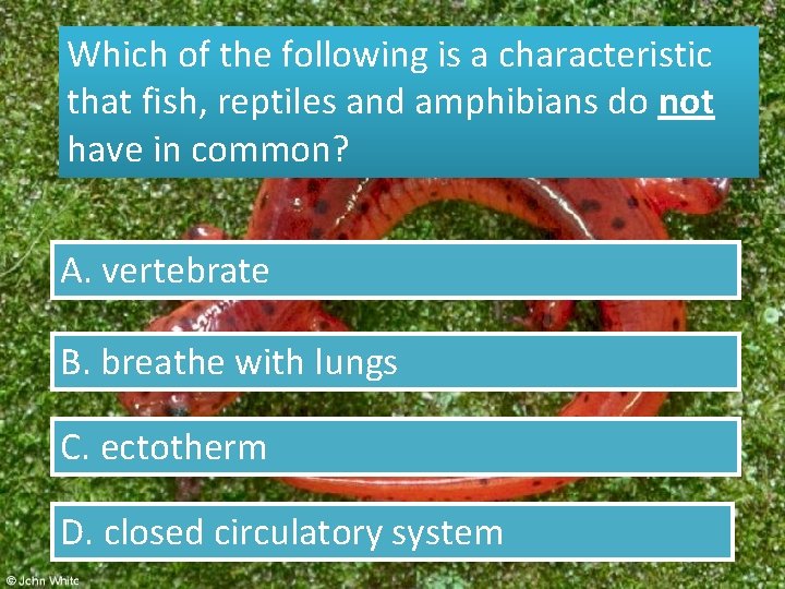 Which of the following is a characteristic that fish, reptiles and amphibians do not