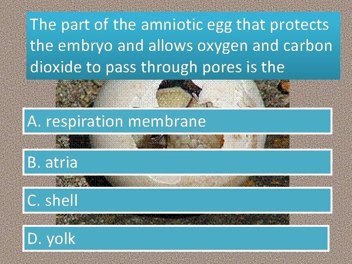 The part of the amniotic egg that protects the embryo and allows oxygen and