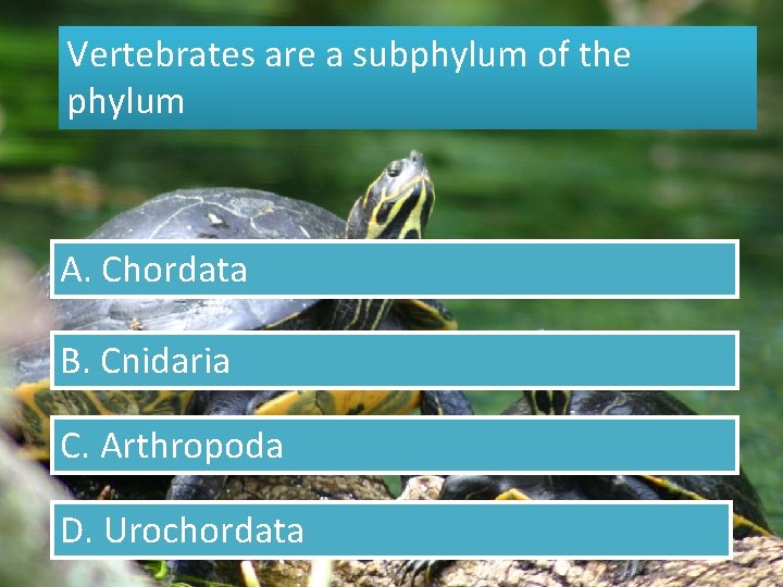 Vertebrates are a subphylum of the phylum A. Chordata B. Cnidaria C. Arthropoda D.