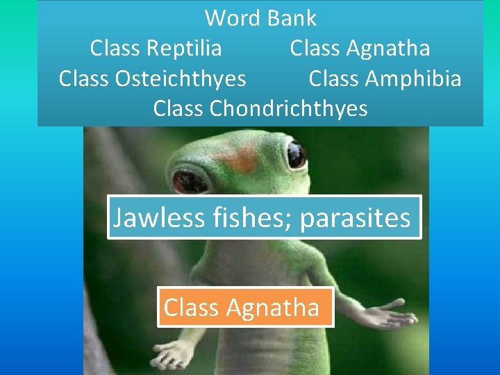 Word Bank Class Reptilia Class Agnatha Class Osteichthyes Class Amphibia Class Chondrichthyes Jawless fishes;