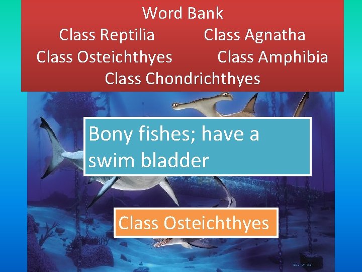 Word Bank Class Reptilia Class Agnatha Class Osteichthyes Class Amphibia Class Chondrichthyes Bony fishes;