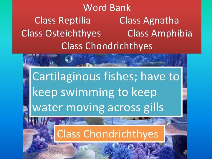 Word Bank Class Reptilia Class Agnatha Class Osteichthyes Class Amphibia Class Chondrichthyes Cartilaginous fishes;