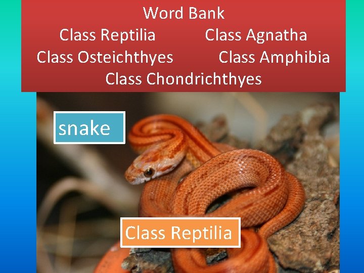 Word Bank Class Reptilia Class Agnatha Class Osteichthyes Class Amphibia Class Chondrichthyes snake Class