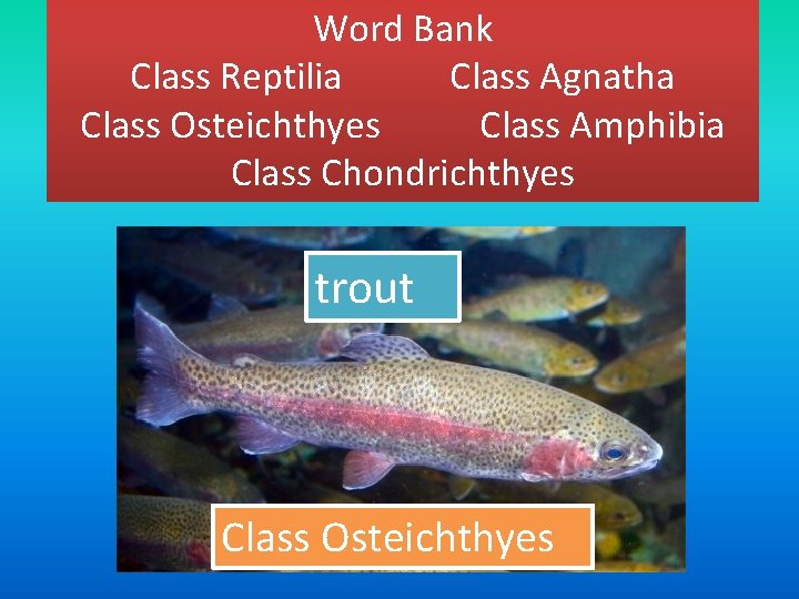 Word Bank Class Reptilia Class Agnatha Class Osteichthyes Class Amphibia Class Chondrichthyes trout Class