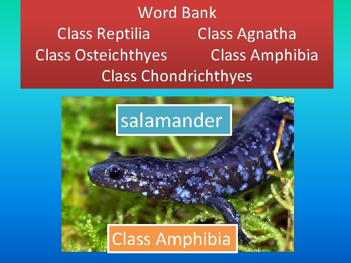 Word Bank Class Reptilia Class Agnatha Class Osteichthyes Class Amphibia Class Chondrichthyes salamander Class
