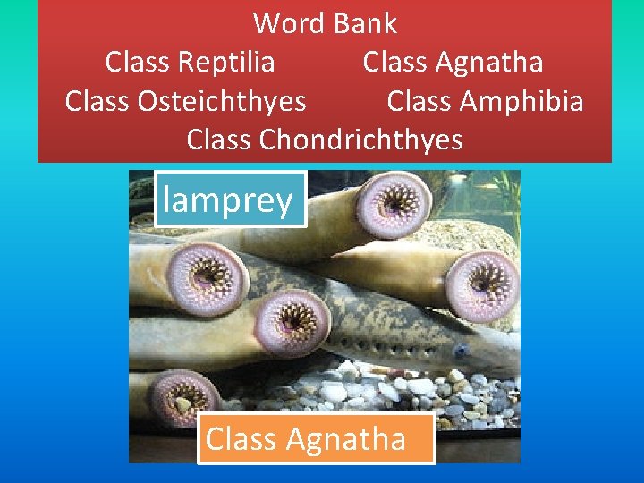 Word Bank Class Reptilia Class Agnatha Class Osteichthyes Class Amphibia Class Chondrichthyes lamprey Class