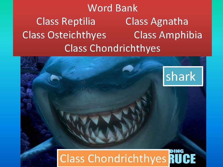 Word Bank Class Reptilia Class Agnatha Class Osteichthyes Class Amphibia Class Chondrichthyes shark Class
