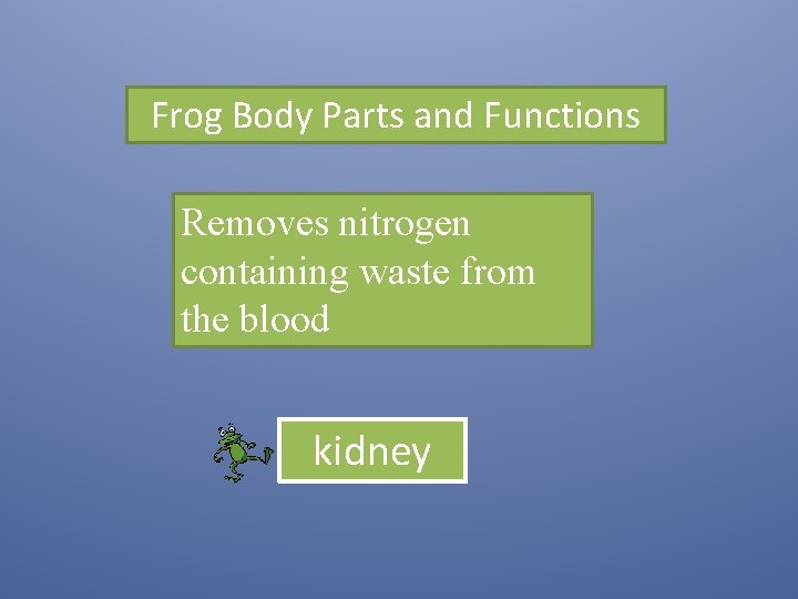 Frog Body Parts and Functions Removes nitrogen containing waste from the blood kidney 