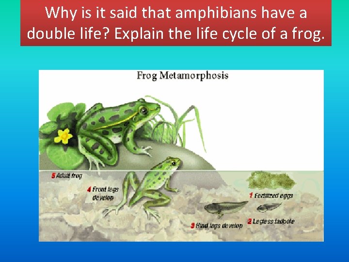 Why is it said that amphibians have a double life? Explain the life cycle