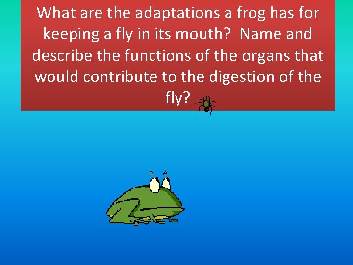 What are the adaptations a frog has for keeping a fly in its mouth?