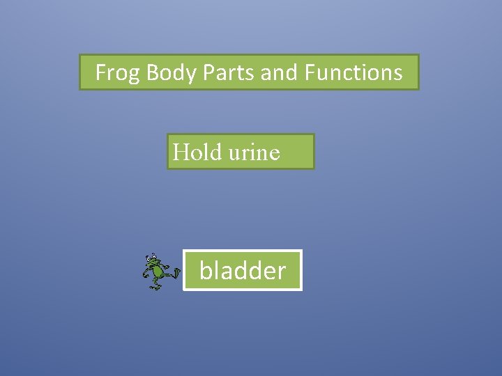 Frog Body Parts and Functions Hold urine bladder 
