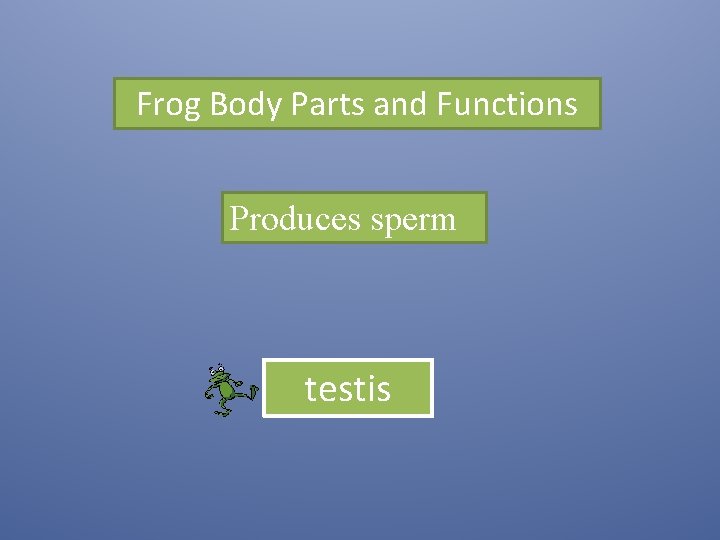 Frog Body Parts and Functions Produces sperm testis 