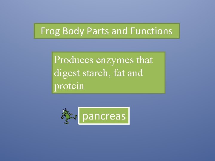 Frog Body Parts and Functions Produces enzymes that digest starch, fat and protein pancreas