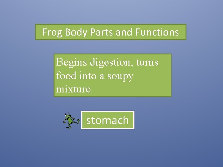 Frog Body Parts and Functions Begins digestion, turns food into a soupy mixture stomach