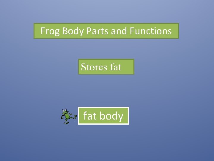 Frog Body Parts and Functions Stores fat body 