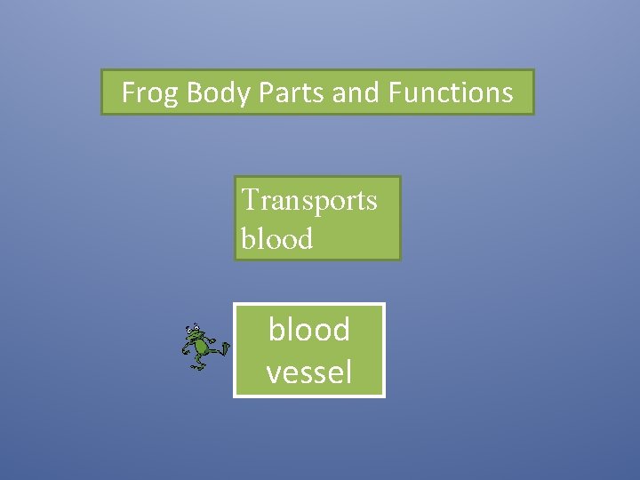 Frog Body Parts and Functions Transports blood vessel 