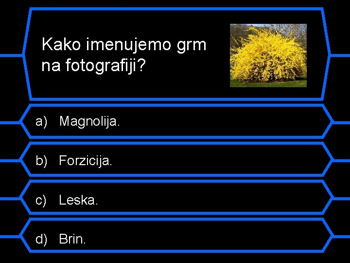 Kako imenujemo grm na fotografiji? a) Magnolija. b) Forzicija. c) Leska. d) Brin. 