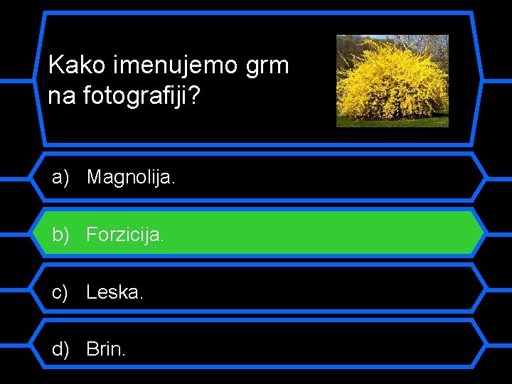 Kako imenujemo grm na fotografiji? a) Magnolija. b) Forzicija. c) Leska. d) Brin. 