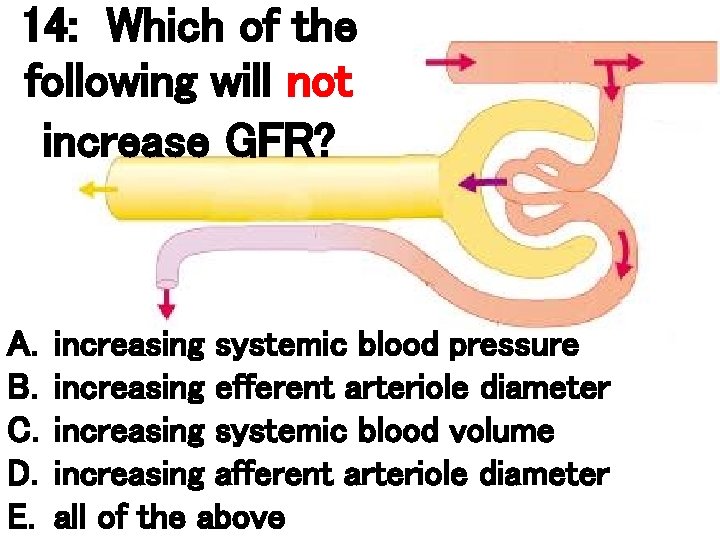 14: Which of the following will not increase GFR? A. B. C. D. E. 14: Which of the following will not increase GFR? A. B. C. D. E.