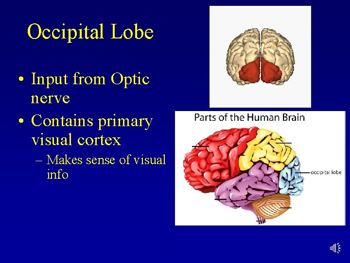 Occipital Lobe • Input from Optic nerve • Contains primary visual cortex – Makes