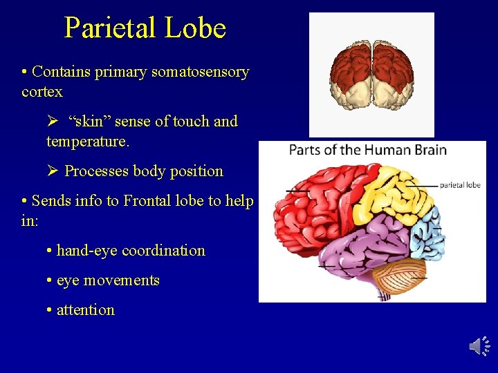 Parietal Lobe • Contains primary somatosensory cortex Ø “skin” sense of touch and temperature.