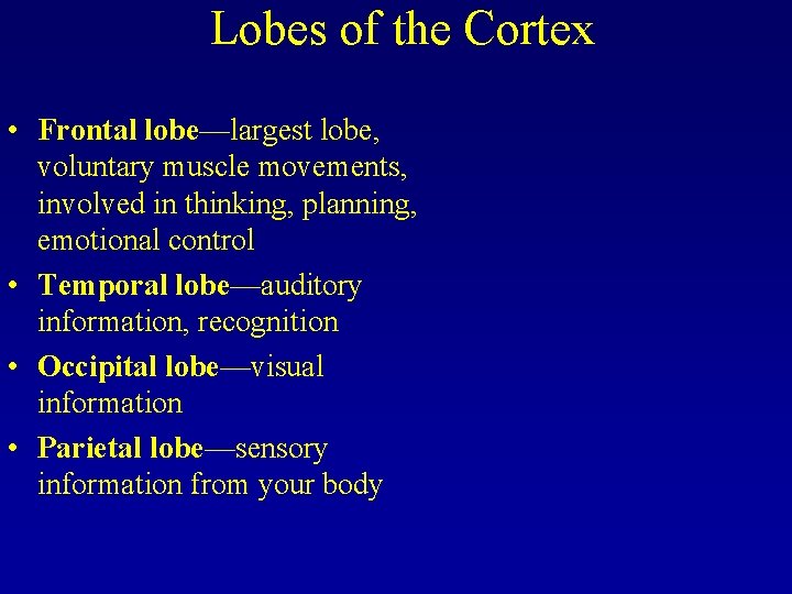 Lobes of the Cortex • Frontal lobe—largest lobe, voluntary muscle movements, involved in thinking,
