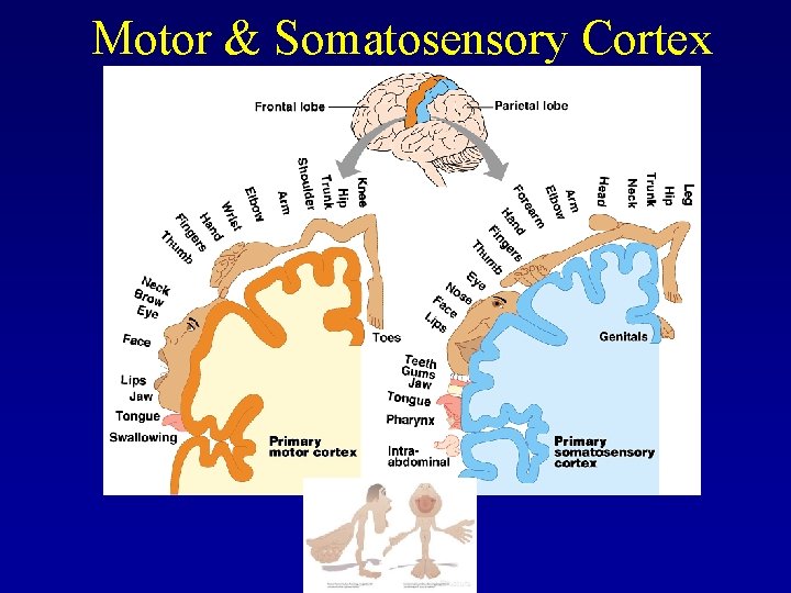 Motor & Somatosensory Cortex 