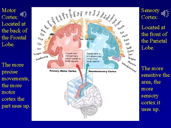Motor Cortex: Located at the back of the Frontal Lobe. The more precise movements,