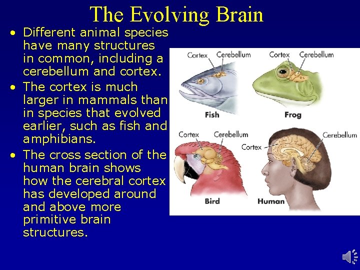 The Evolving Brain • Different animal species have many structures in common, including a