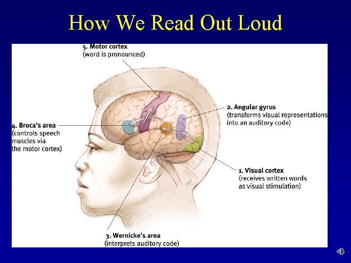 How We Read Out Loud 