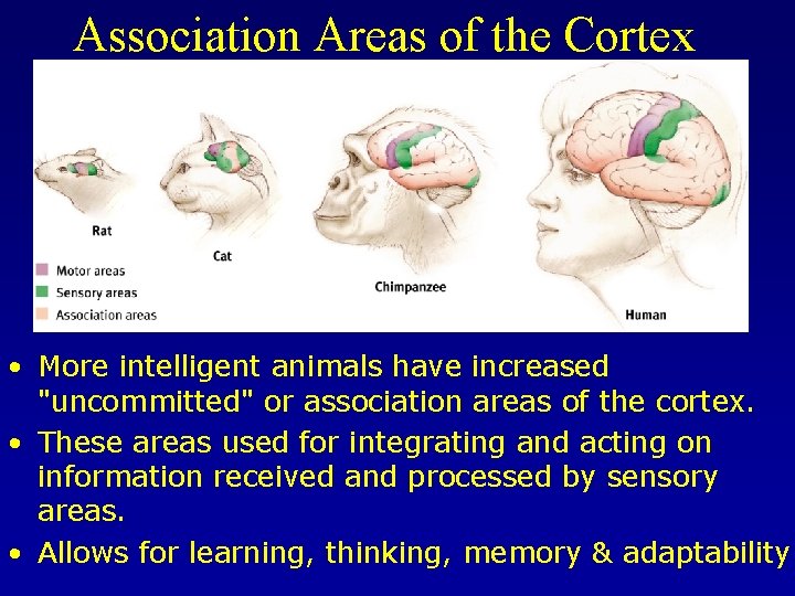 Association Areas of the Cortex • More intelligent animals have increased "uncommitted" or association