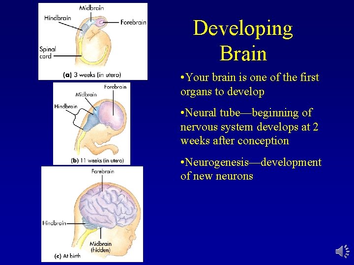 Developing Brain • Your brain is one of the first organs to develop •