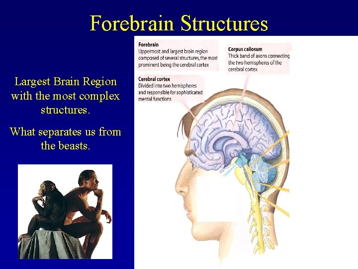 Forebrain Structures Largest Brain Region with the most complex structures. What separates us from