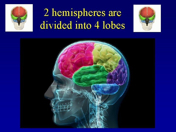 2 hemispheres are divided into 4 lobes 